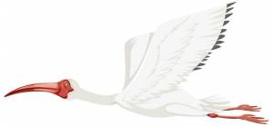 Американский белый ибис изолирован