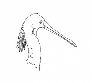 Колпица болотная птица семейства ибисов с перьями животных каракули линейная мультяшная раскраска