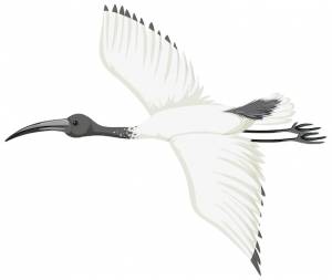 Австралийский белый ибис изолирован