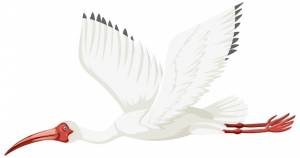 Американский белый ибис изолирован