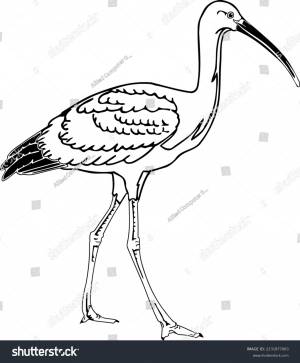 Scarlet Ibis Walking Vector Illustration