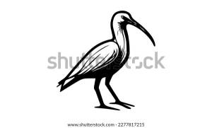 Ibis Vector Black Line Illustration Isolated