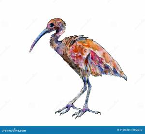 ибис Стоковых иллюстраций и клипартов