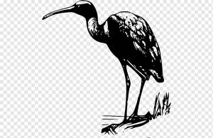 Глянцевый Ибис, Ibis s, монохромный, фауна, птица png