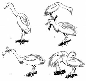 Египетская цапля