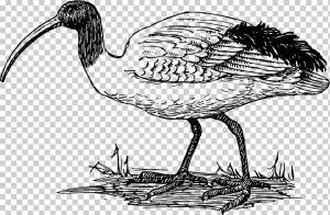 Журавль, Ибис, Американский белый ибис, Алый ибис, Евразийская колпица, Северный лысый ибис, Африканский священный ибис, Колпицы png