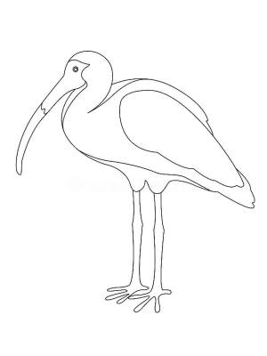 Раскраски Ибис