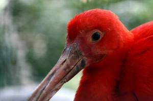 Алый,  красный ибис