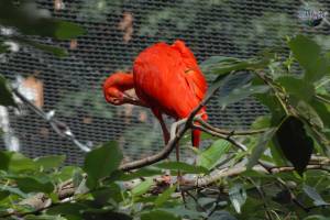 Красный ибис