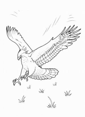 Раскраски коршун раскраска