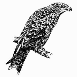 Птица черный коршун