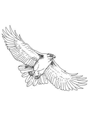 Раскраски Коршун