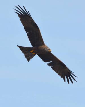 Черный коршун над волгоградскими степями