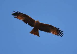 Черный коршун над волгоградскими степями