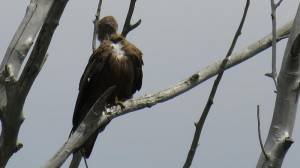 Черный коршун