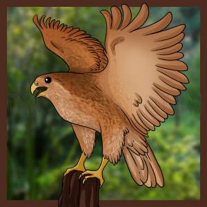 Коршун рисунок