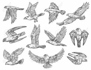 Коршун птица в полете