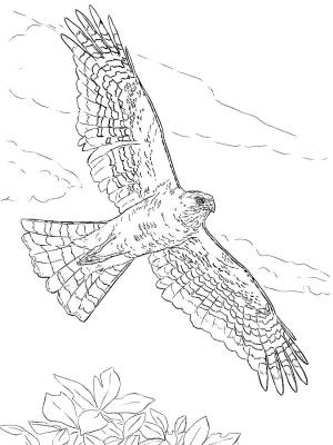 DataLife Engine > Версия для печати > Раскраски птица кречет