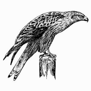 Птица красный коршун