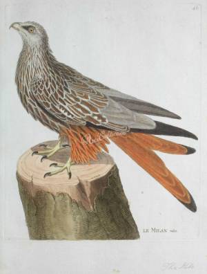 Красный коршун птица