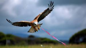 красный коршун летит с розовым коршуном, воздушный змей, Hd фотография фото, птица фон картинки и Фото для й загрузки