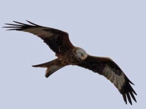 Красный коршун