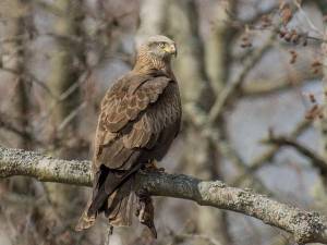 Чёрный коршун