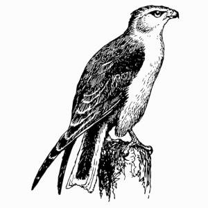 Птица черный крылатый коршун