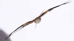 Разновидности коршунов на постсоветском пространстве