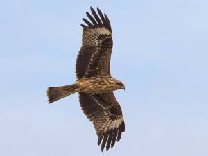 Чёрный коршун