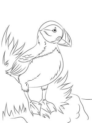 Раскраски птица Тупик