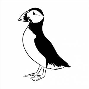 Атлантический тупик  обыкновенный тупик иллюстрация рисунок гравировка чернила линия искусства вектор