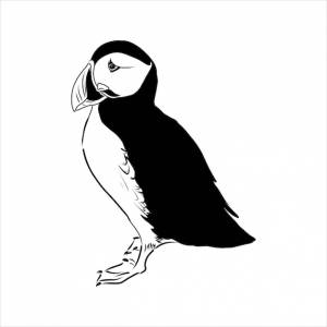 Атлантический тупик  обыкновенный тупик иллюстрация рисунок гравировка чернила линия искусства вектор