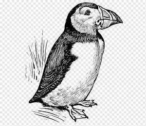 Атлантический тупик The Puffin Line art, Puffin, фотография, другие, позвоночные png