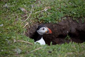 Тупик, ипатка, топорок и их необычайный клюв