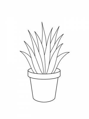 Раскраска Алоэ картинка в формате  для мальчиков
