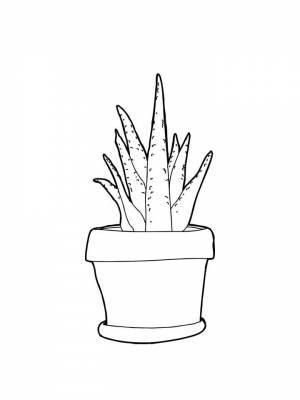 Картинка Алоэ раскраска