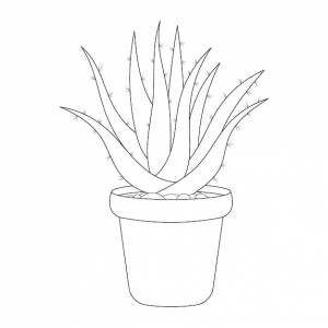 Рисунок растения алоэ вера