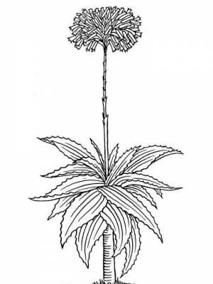 Раскраска Алоэ картинка на листе  для девочек