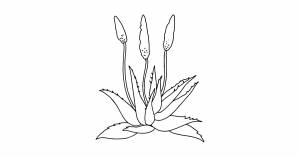 Раскраска Алоэ для детей ♥ Онлайн и !