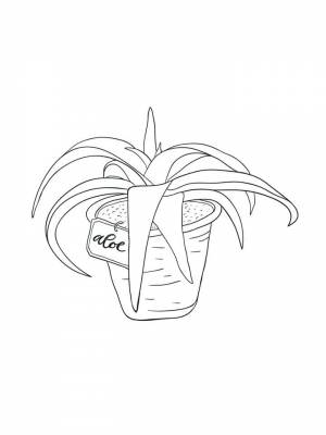 Раскраска Алоэ  в формате  онлайн