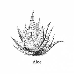 Алоэ вера, векторный рисунок