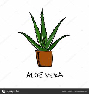 Рисунок алоэ для детей
