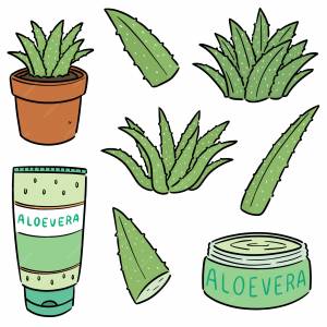 Алоэ вера рисунок