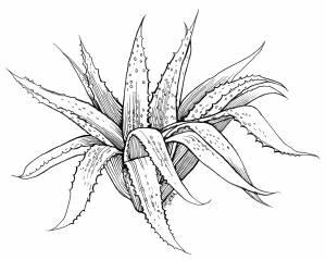 Алоэ раскраска