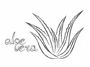 Коллекция лекарственных растений алоэ вера и надпись