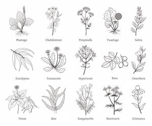 Коллекция каракули лекарственных трав и растений