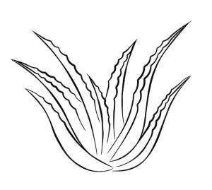 Контурный рисунок растения в горшке упрощенное изображение алоэ вера