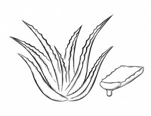 Recolección de plantas medicinales aloe vera y suculentas cortadas del tallo