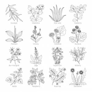 Иллюстрация сбора лекарственных растений и трав